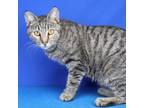 Adopt Suzie 071214S a Domestic Short Hair