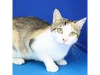 Adopt Renea 071221S a Domestic Short Hair