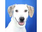 Adopt London- 032312S a Hound, Pointer