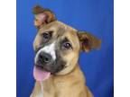 Adopt Olivia- 041610S a Feist