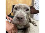 Adopt SummerRun 062505S a Pit Bull Terrier