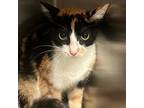 Adopt Barbie 071229S a Domestic Short Hair