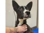 Adopt Galaxy 071226S a Husky