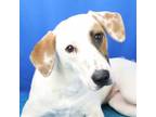 Adopt Hayden- 032311S a Hound, Pointer
