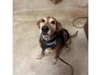 Adopt Zorra - 070910S a Bloodhound