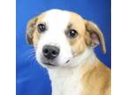 Adopt Penelope 073003S a Beagle