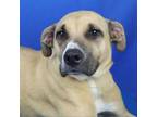 Adopt Cheyenne- 060431P 1 a Pit Bull Terrier