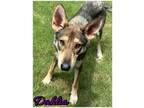 Adopt Dahlia a German Shepherd Dog, Mixed Breed