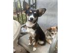 Adopt Paris a Feist, Cattle Dog
