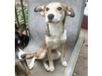 Adopt Nea a Beagle, Siberian Husky