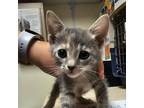 Adopt Lauren a Domestic Short Hair