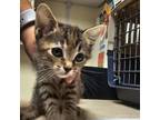 Adopt Hazel a Domestic Short Hair