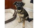 Adopt Aqua a Shepherd, Siberian Husky