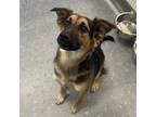 Adopt Darya a Shepherd, Siberian Husky