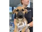 Adopt Skittles a Boxer