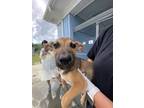 Adopt Starburst a Boxer