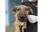 Adopt Taffy a Boxer