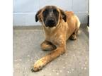 Adopt Kai a Shepherd, Siberian Husky