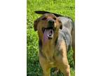 Adopt Butter a Mixed Breed