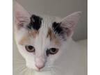 Adopt Dorothy a Domestic Short Hair
