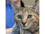 Adopt Rose a Domestic Short Hair