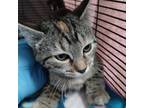Adopt Blanche a Domestic Short Hair