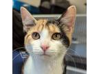Adopt Daisy a Domestic Short Hair