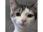 Adopt Sophia a Domestic Short Hair