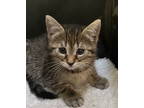 Adopt Autumn-Kitten a Domestic Short Hair