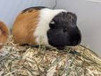 Adopt Squeak a Guinea Pig