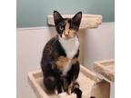 Adopt Dakota a Domestic Short Hair