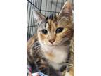 Adopt Zara a Domestic Short Hair