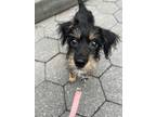 Adopt NUTMEG a Terrier, Beagle