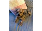 Adopt Starlight a Yorkshire Terrier