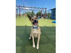 Adopt Mocha a Shepherd