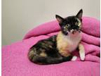 Adopt Jewel a Domestic Short Hair
