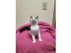 Adopt Chai a Domestic Short Hair