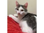 Adopt Violet Beauregarde a Domestic Long Hair