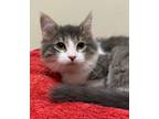 Adopt Veruca Salt a Domestic Long Hair