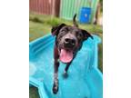 Adopt Trinity a Pit Bull Terrier, Cattle Dog