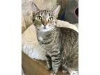 Adopt Agler a Tabby, Domestic Short Hair