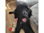 Adopt Umbra a Standard Poodle