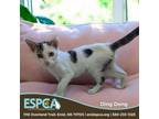 Adopt Ding Dong a Domestic Short Hair