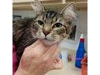 Adopt Quiz a Domestic Short Hair