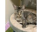 Adopt Salmon a Domestic Short Hair