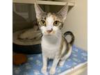 Adopt Rosemary a Domestic Short Hair