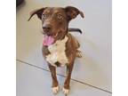 Adopt Lonnie a Mixed Breed