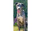 Adopt Missy a Catahoula Leopard Dog