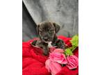 Adopt S6 aka Sage a Terrier
