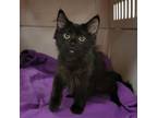 Adopt Tikki a Domestic Long Hair